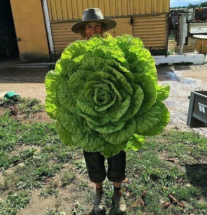 "Je suppose que nous allons manger des salades de laitue toute l'année".