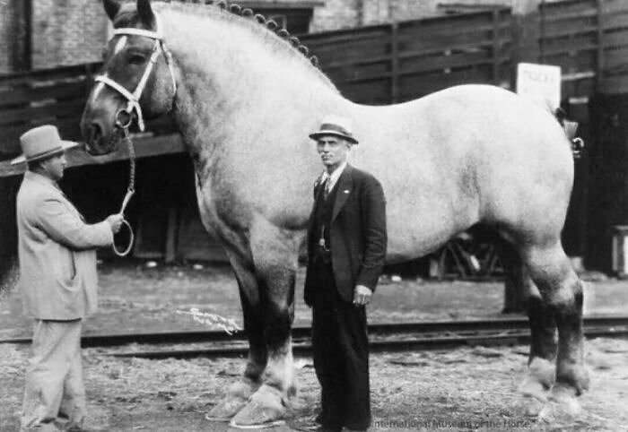 Ce cheval pesait 3 360 livres, le poids le plus lourd jamais enregistré.