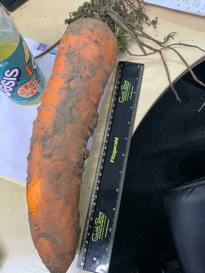 Le rêve de l'amateur de carottes devient réalité