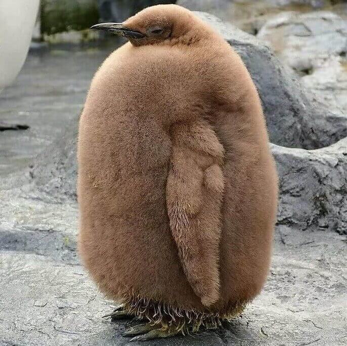 Ce pingouin doit être un culturiste