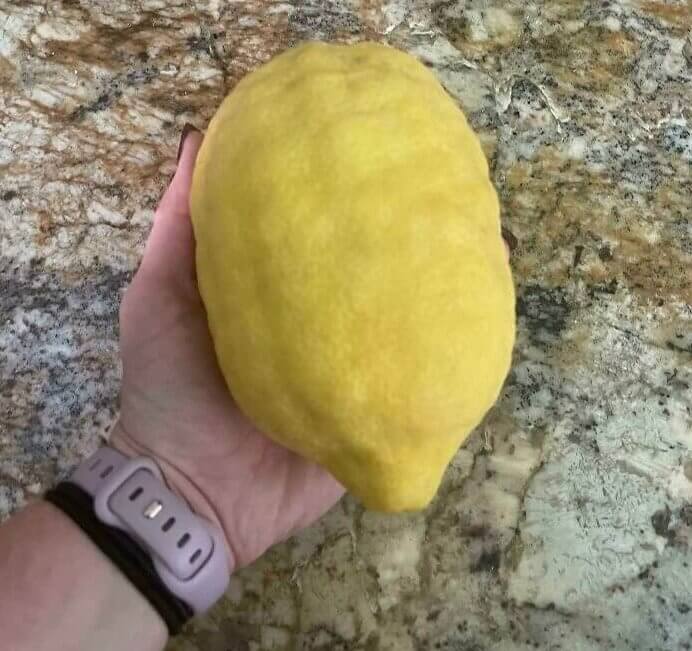 Quand la vie te donne un citron géant, fais une tonne de limonade