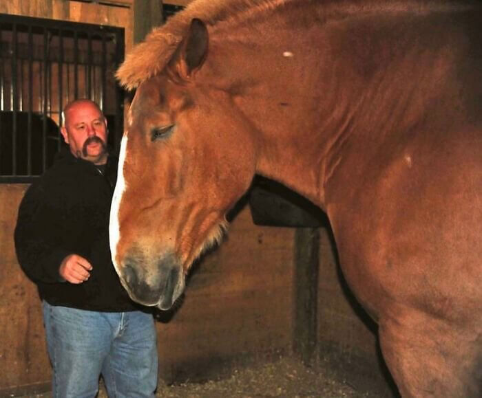 Zeus le cheval est à la hauteur de son nom