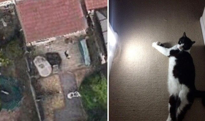 Ce chat est si gros qu'il est visible sur Google Earth.