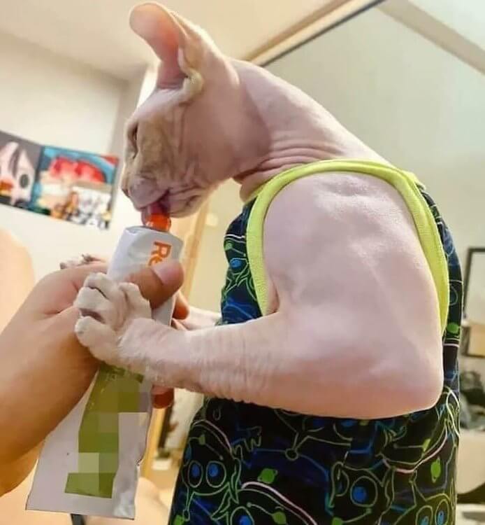 Un chat qui ne saute jamais de bras