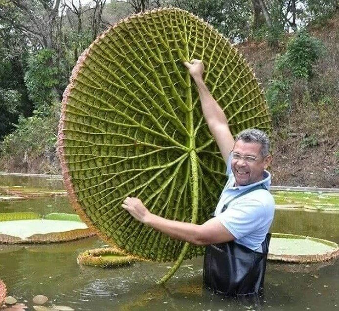 Un humain pourrait s'asseoir sur ce nénuphar et il flotterait quand même.