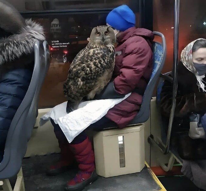 Un usager inattendu (et grand) du bus à plumes