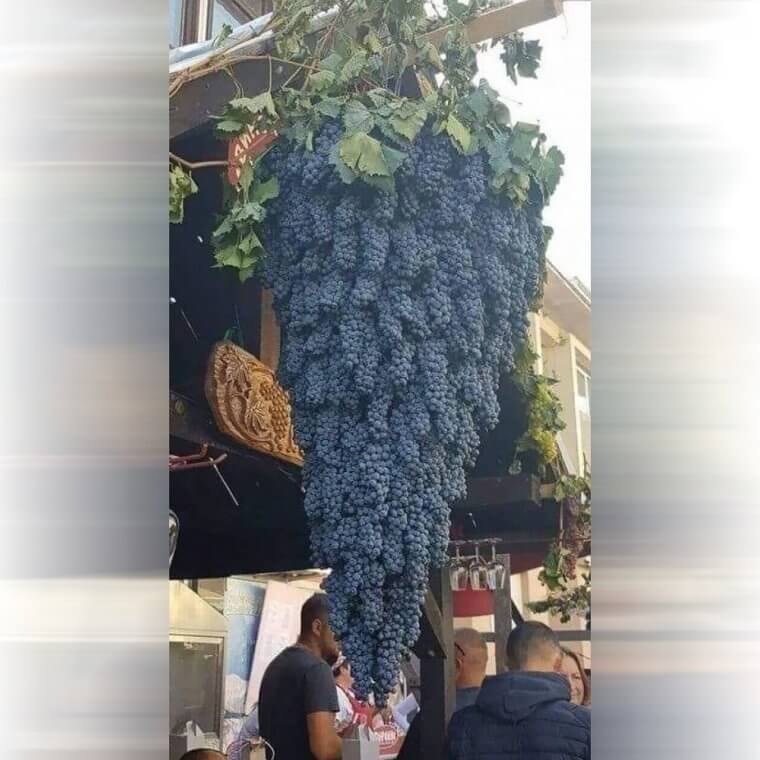 La plus grande botte de raisin du monde