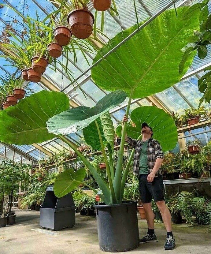 Cette plante d'oreilles d'éléphant est plus grande que les vraies oreilles d'éléphant.