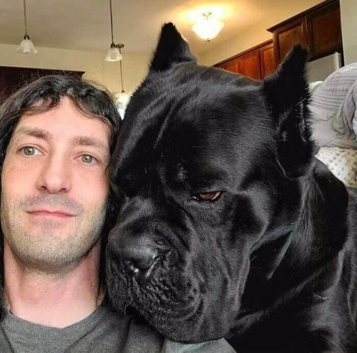 Tête humaine contre tête de Cane Corso