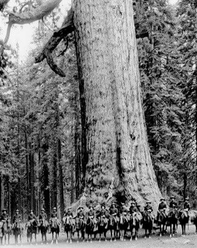Rencontre avec l'arbre "Grizzly Giant".