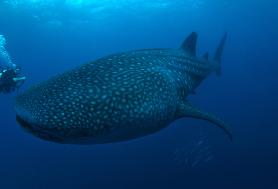 Huge Objects and Animals That Look Fake but Are Completely Real