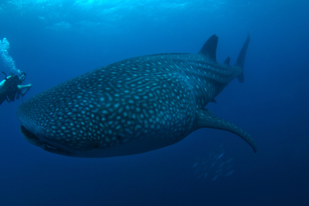 Objetos e animais enormes que parecem falsos, mas são completamente reais