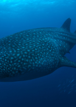 Huge Objects and Animals That Look Fake but Are Completely Real