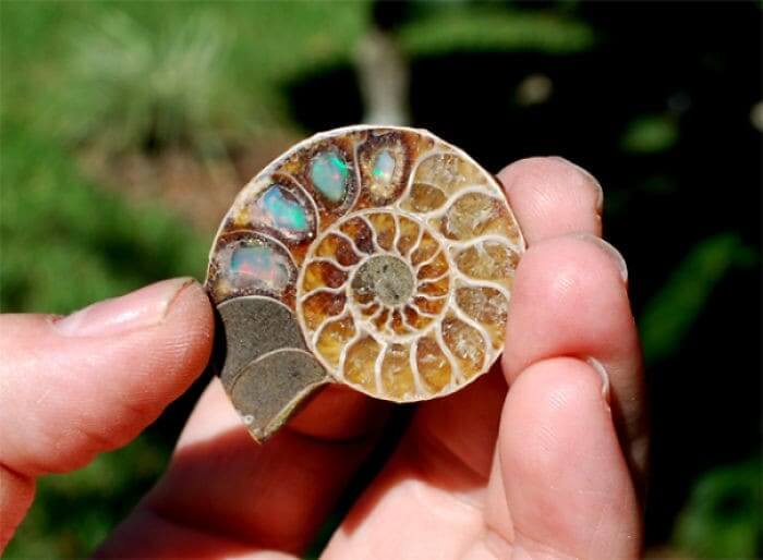 Hidden Opals