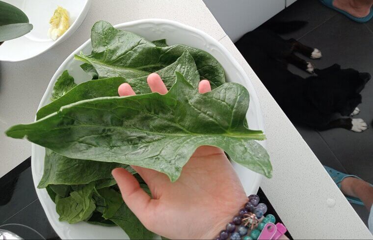 High-Oxalate Vegetables