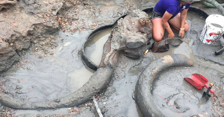 A Farmer Found A Mammoth Bone Thought To Be 12,000 Years Old