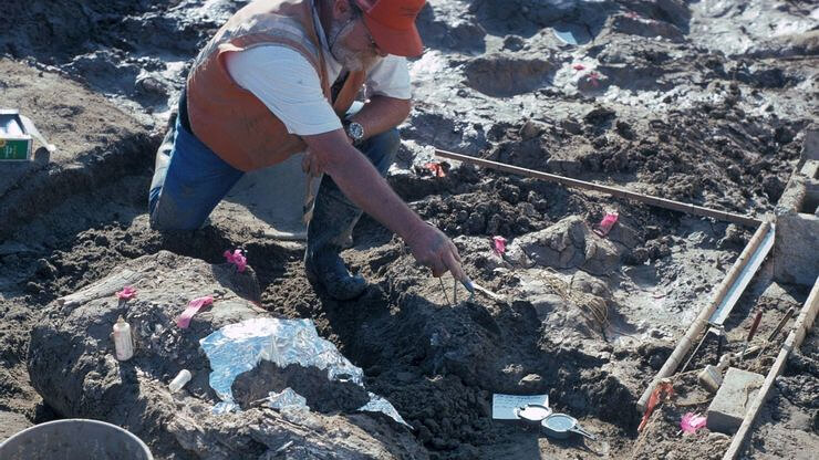 Two Friends Unearthed A Mastodon Vertebra Thought To Be 13,000 Years Old