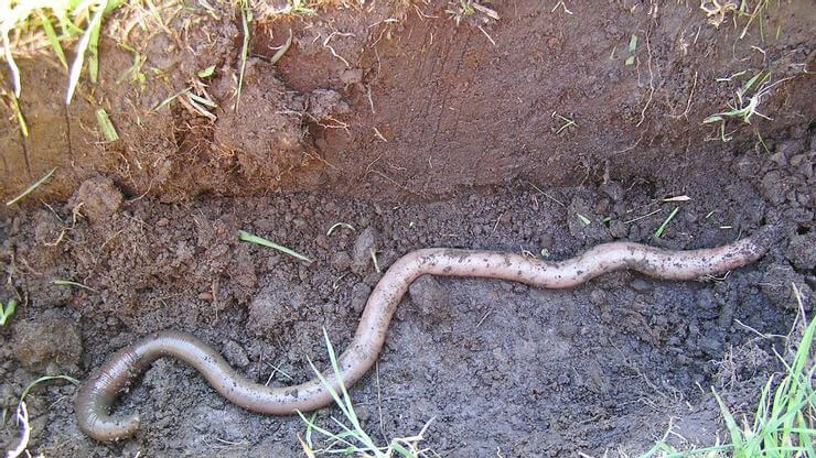 An Unlucky Chinese Guy Unearthed A Giant Earthworm