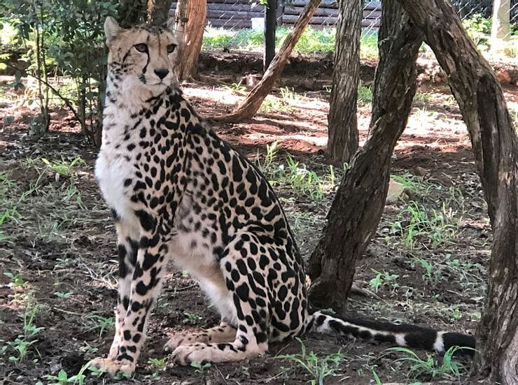 An Unusual Discovery Of A Cheetah In The Backyard