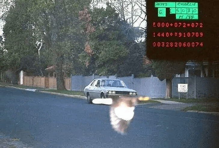華麗な鳥