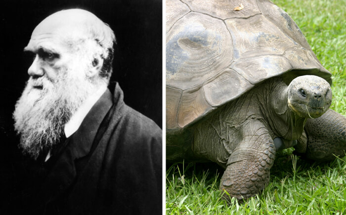 Harriet The Tortoise Was So Old That She Met Charles Darwin