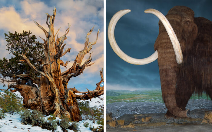 You Can Visit A Tree That Was 1,000 Years Old When Wooly Mammoths Died