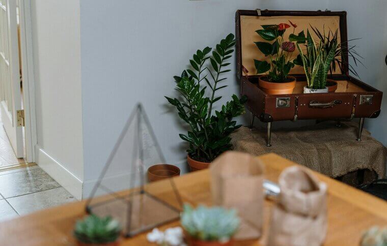 "Earthing" With Indoor Plants