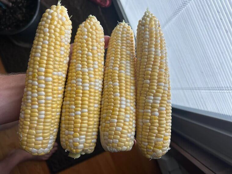 Corn: 1 to 2 Days