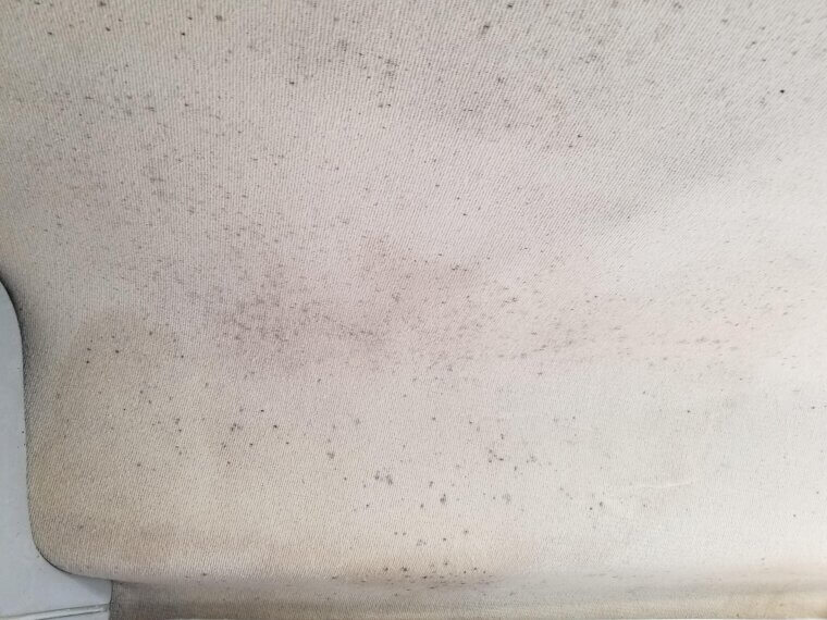 Mold Hiding in the Cabin