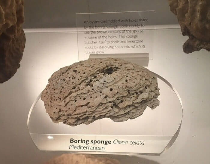 We All Know That One Person Who Is A Boring Sponge