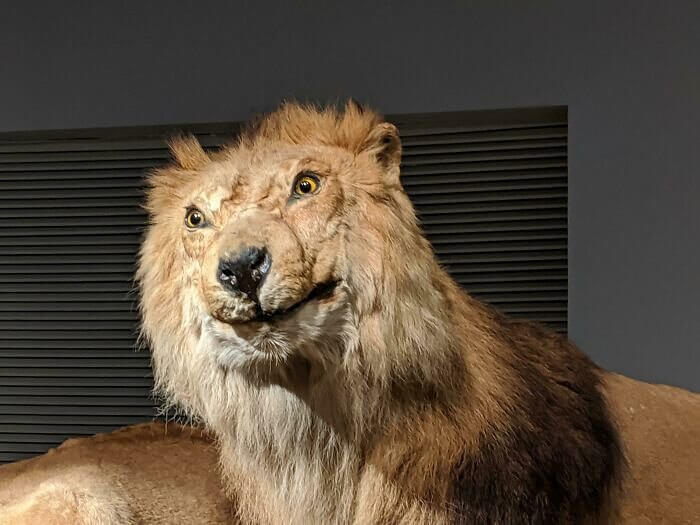 Taxidermy Is Both An Art Form And A Calling