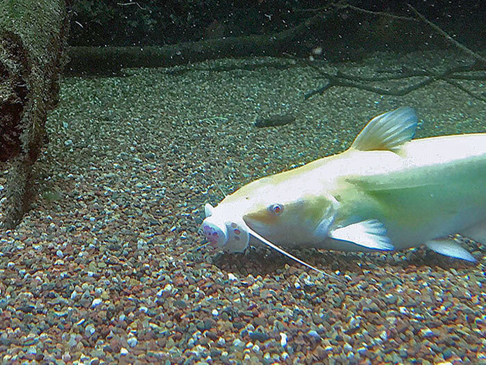 Nobody Can Resist A Pacifier, Especially Fish From The Cypress Swamp