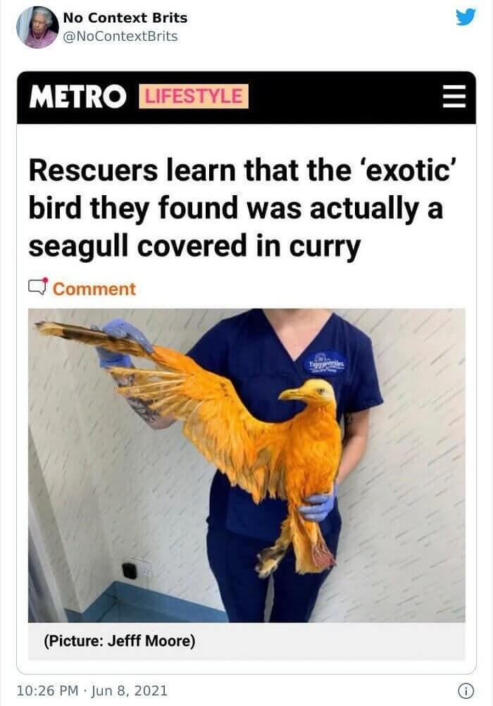 Curry Covered Seagull