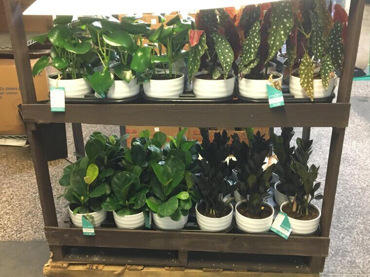 Whole Foods House Plants
