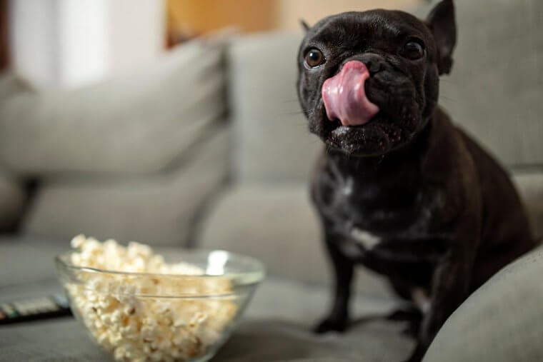 Use pipoca para ensinar o cãozinho a trazer as coisas que você joga