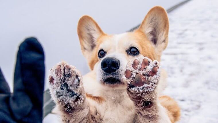 Manicure para cachorro faça-você-mesmo