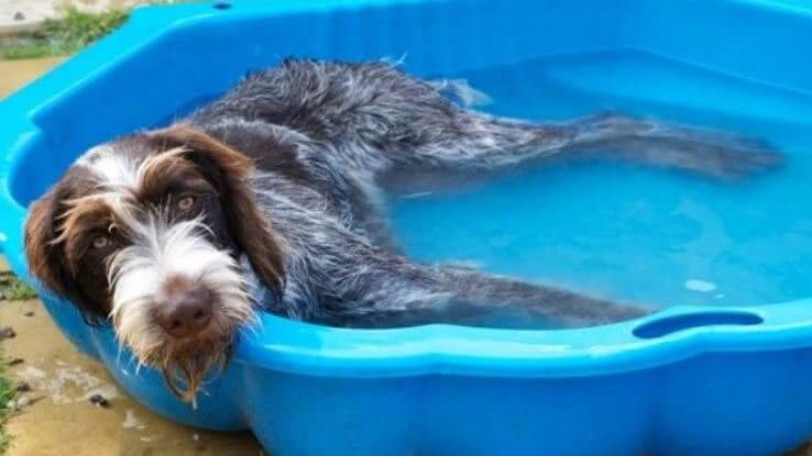 Reutilize a piscina infantil