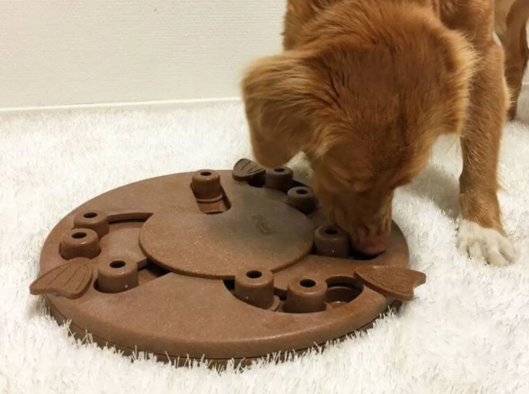Experimente um quebra-cabeças para cachorros