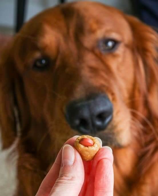 Faça seu cachorro tomar o remédio