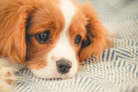 Deze hacks maken het leven van elke hondenbezitter makkelijker