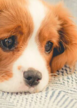 Estos trucos les facilitarán la vida a los dueños de perros