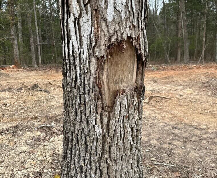 Applying Wound Paint to Tree Cuts