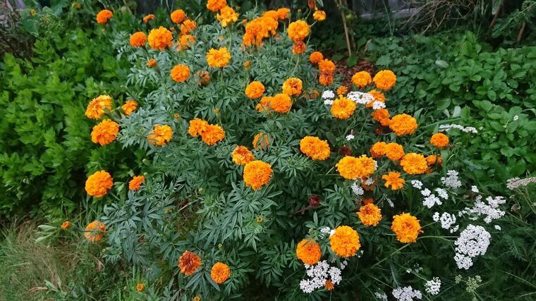 Planting Marigolds to Repel Every Pest