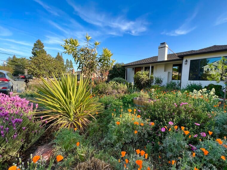 Thinking Drought-Tolerant Means No Watering