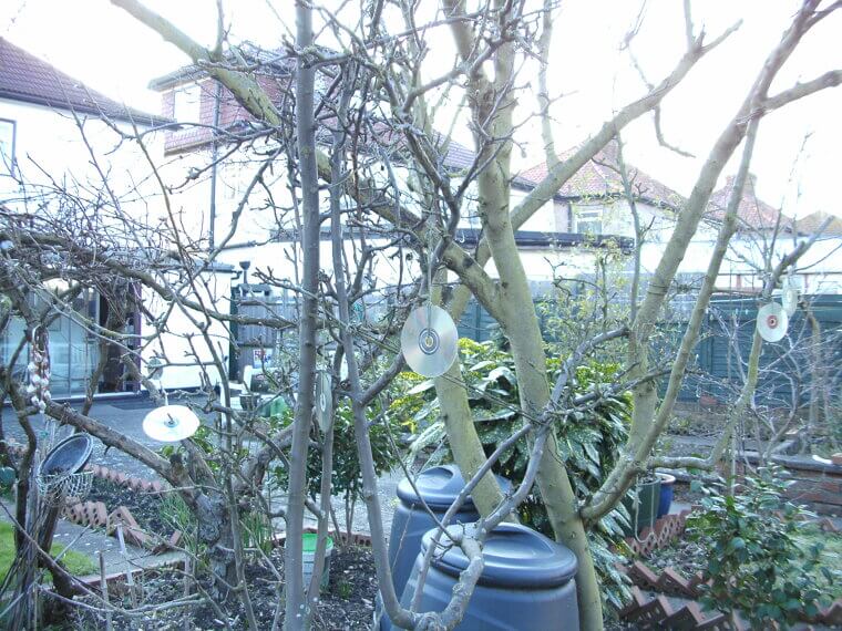 Hanging CDs to Scare Away Birds