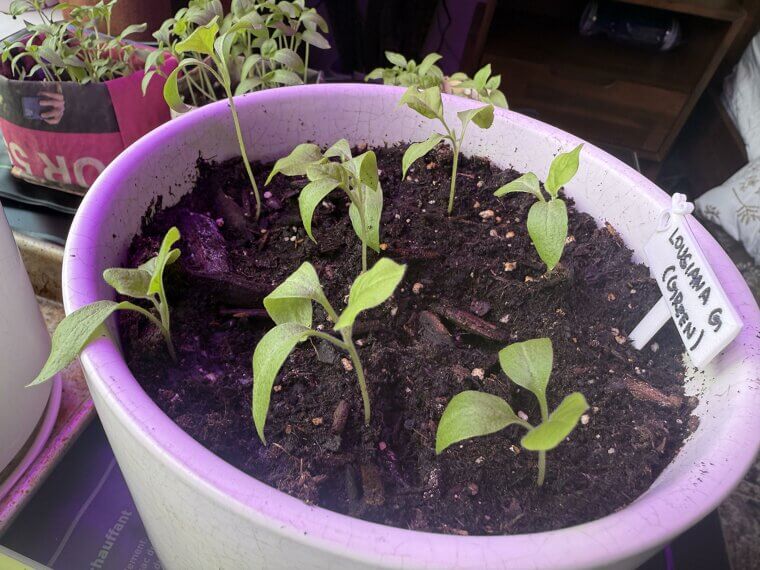 Believing Fertilizer Alone Fixes Poor Soil