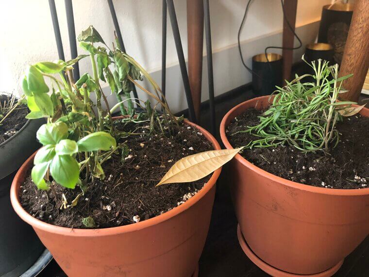 Buying Lots of Plants Without Proper Soil