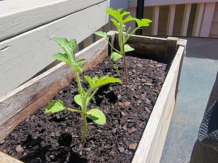 Using Sugared Soil to Sweeten Fruits