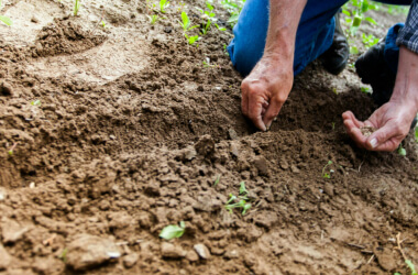 13 DIY Gardening Myths That Waste Your Money