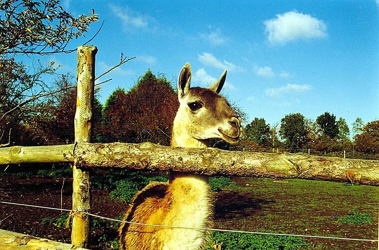 Keep Exotic Pets Outdoors